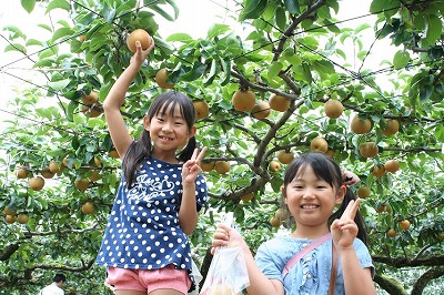 梨狩り５